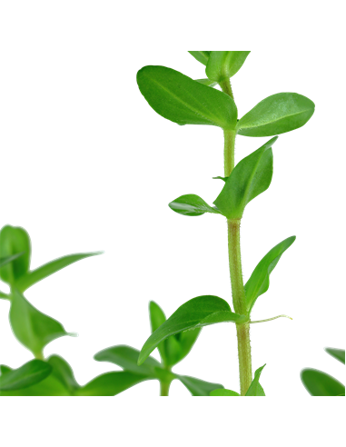 Bacopa caroliniana