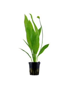 Echinodorus grisebachii 'Bleherae'