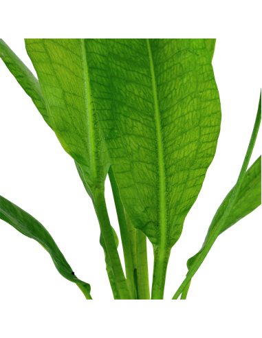 Echinodorus grisebachii 'Bleherae'