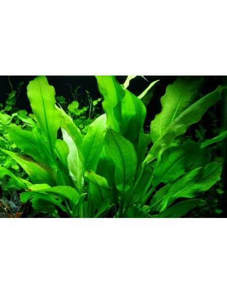 Echinodorus grisebachii 'Bleherae'