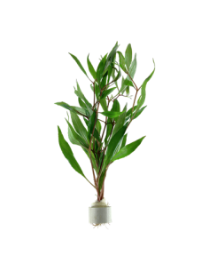 Hygrophila corymbosa