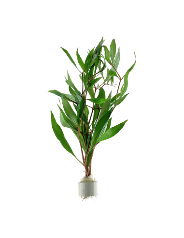 Hygrophila corymbosa