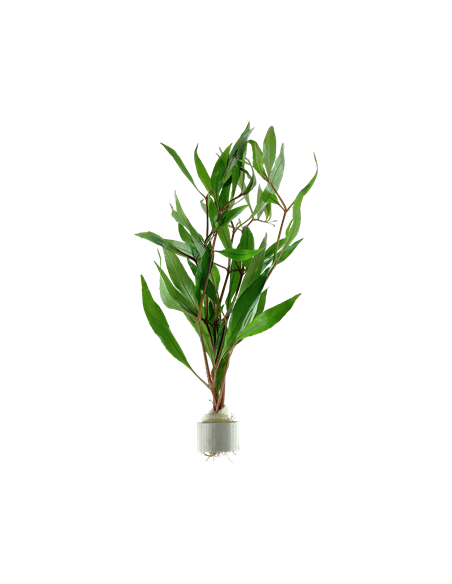 Hygrophila corymbosa