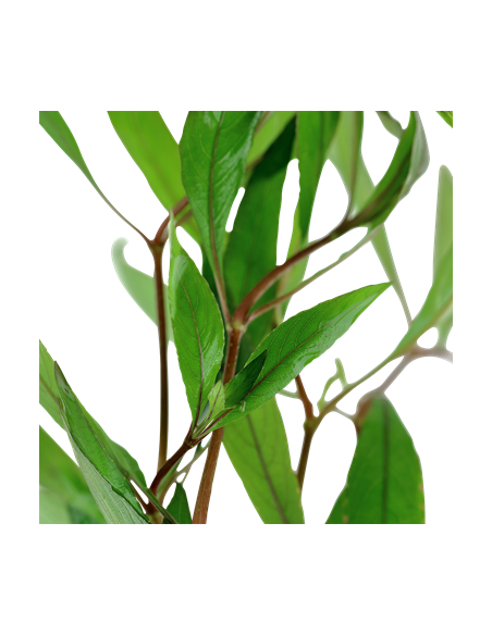 Hygrophila corymbosa