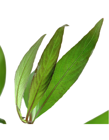 Hygrophila corymbosa