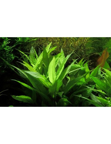 Hygrophila corymbosa