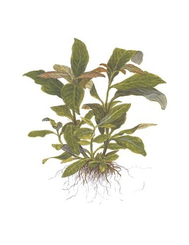 Hygrophila corymbosa