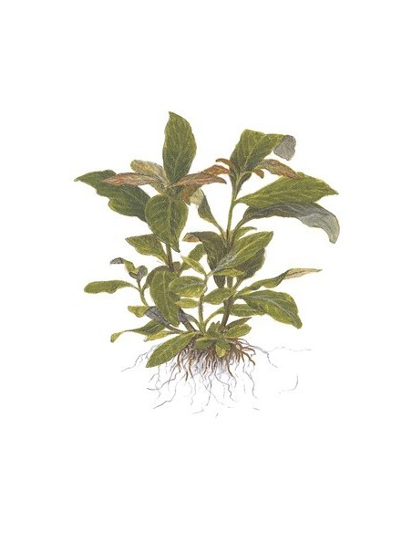 Hygrophila corymbosa