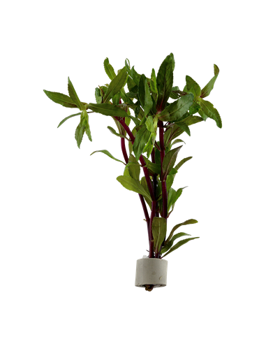 Limnophila aromatica