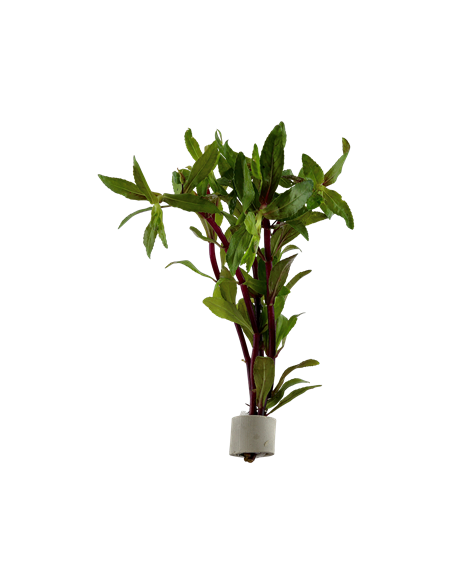 Limnophila aromatica