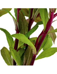 Limnophila aromatica 2