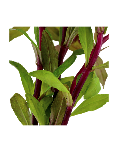 Limnophila aromatica