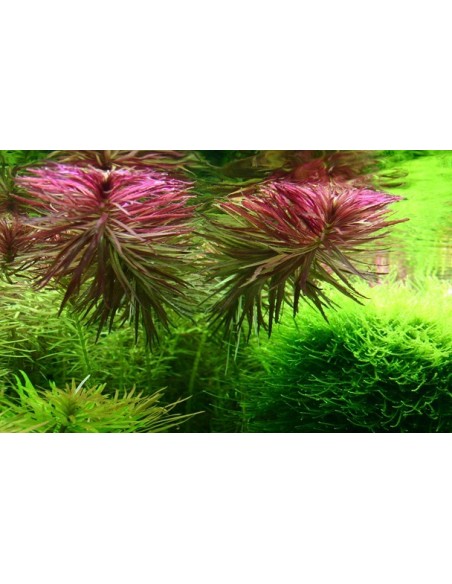 Limnophila aromatica