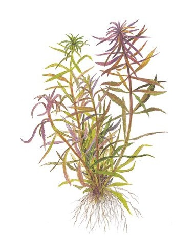 Limnophila aromatica