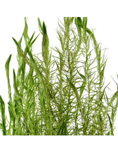 Mayaca fluviatilis 2