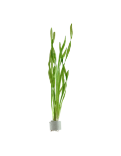 Vallisneria americana 'Ásiatica'