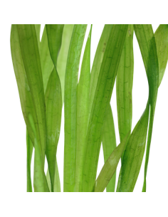 Vallisneria americana 'Ásiatica' 2