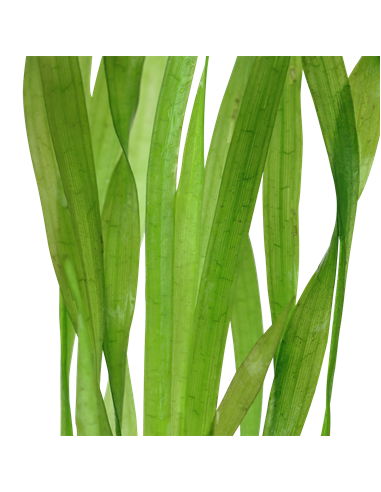 Vallisneria americana 'Ásiatica'