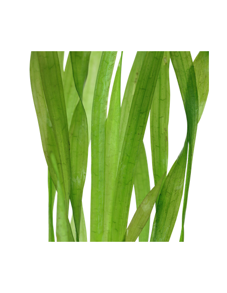 Vallisneria americana 'Ásiatica'