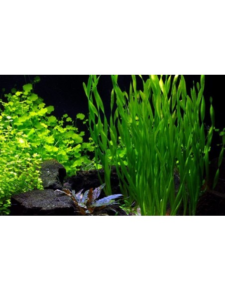 Vallisneria americana 'Ásiatica'