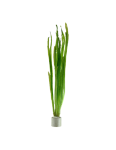 Vallisneria americana 'Natans'