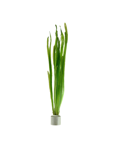 Vallisneria americana 'Natans'