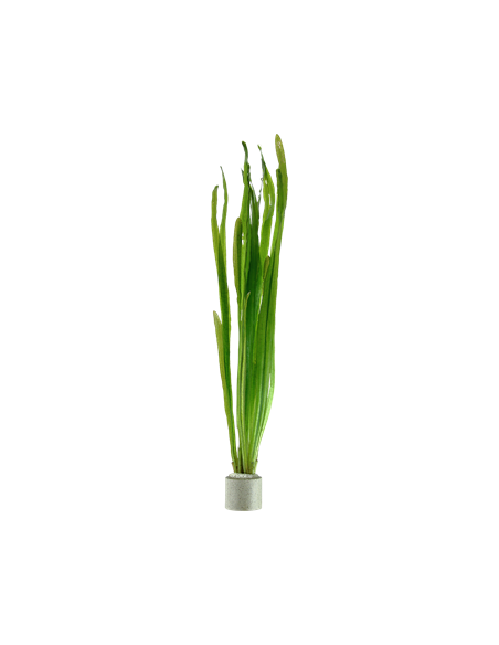 Vallisneria americana 'Natans'