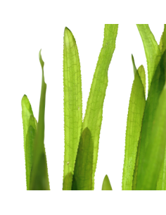 Vallisneria americana 'Natans' 2