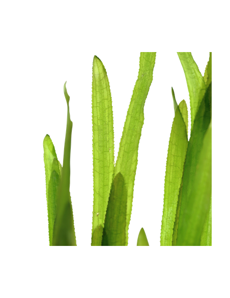 Vallisneria americana 'Natans'