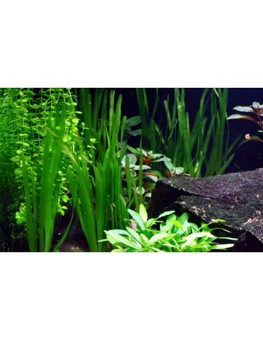 Vallisneria americana 'Natans'