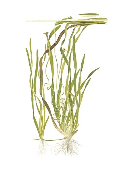 Vallisneria americana 'Natans'