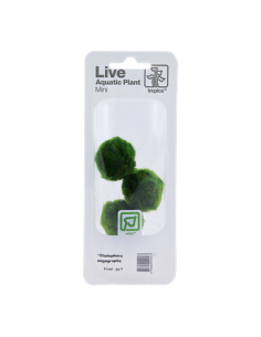 Cladophora aegagropila