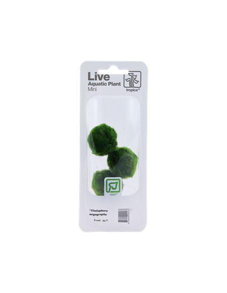 Cladophora aegagropila