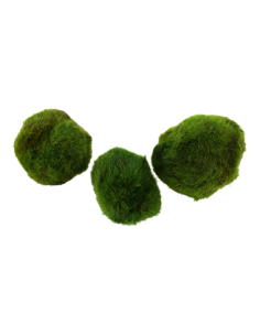 Cladophora aegagropila 2