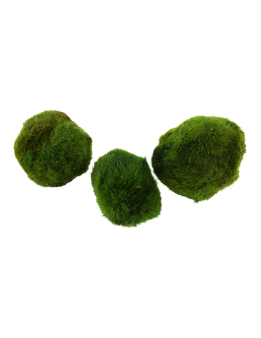 Cladophora aegagropila