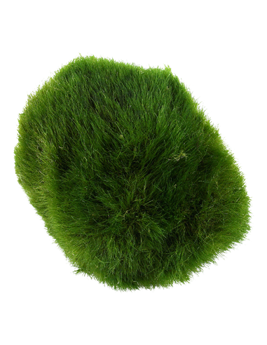 Cladophora aegagropila