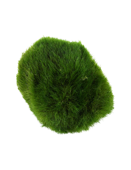 Cladophora aegagropila