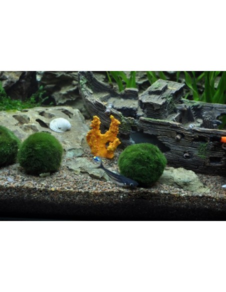 Cladophora aegagropila