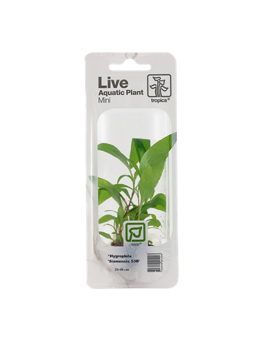 Hygrophila corymbosa 'Siamensis 53B'