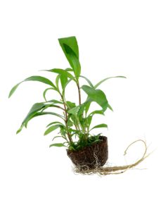 Hygrophila corymbosa 'Siamensis 53B' 2