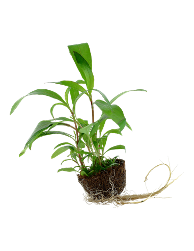 Hygrophila corymbosa 'Siamensis 53B'