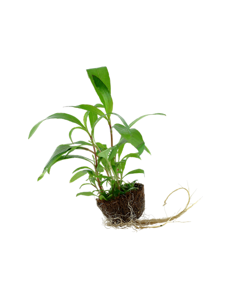 Hygrophila corymbosa 'Siamensis 53B'