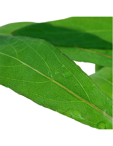 Hygrophila corymbosa 'Siamensis 53B'