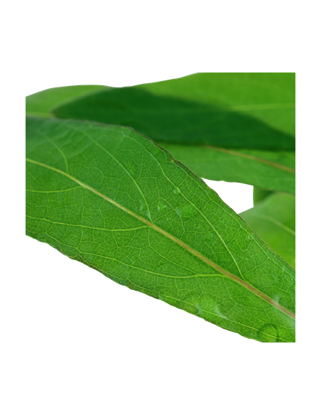 Hygrophila corymbosa 'Siamensis 53B'