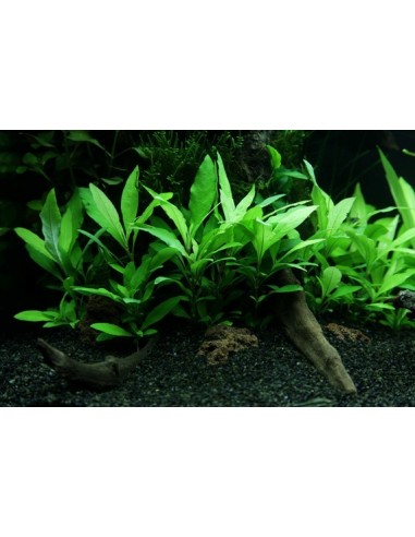 Hygrophila corymbosa 'Siamensis 53B'