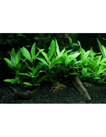 Hygrophila corymbosa 'Siamensis 53B'