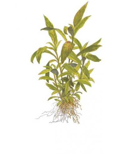 Hygrophila corymbosa 'Siamensis 53B'