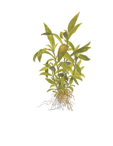 Hygrophila corymbosa 'Siamensis 53B'