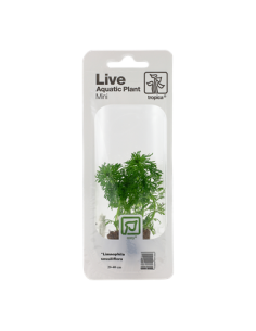 Limnophila sessiliflora