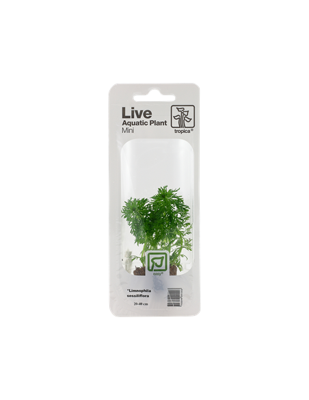 Limnophila sessiliflora